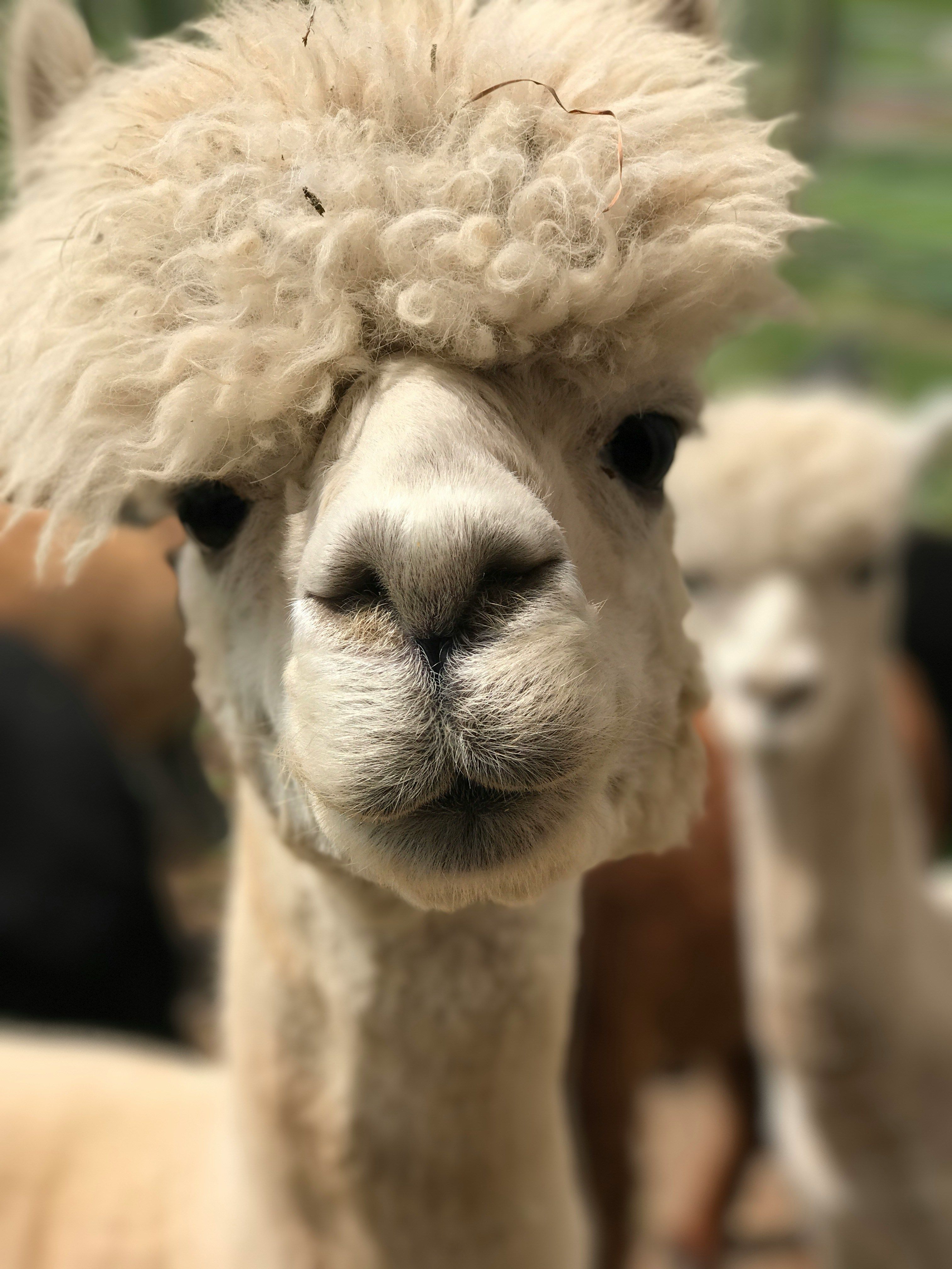 unsplash_Z5Yha3jIHnc